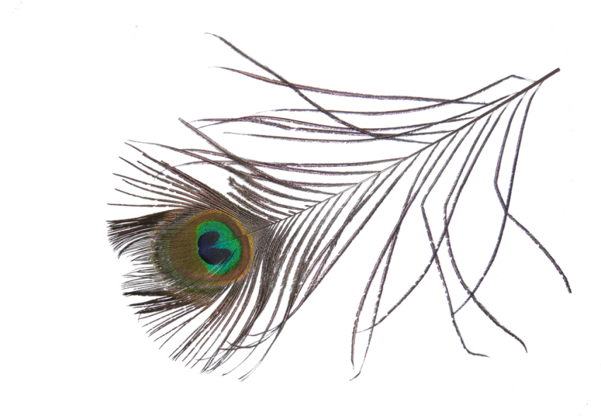 Peacock Feather Transparent Images
