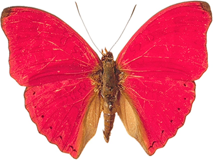 Pink Butterfly PNG Images Download