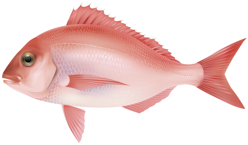 Pink Fish PNG Clipart Background