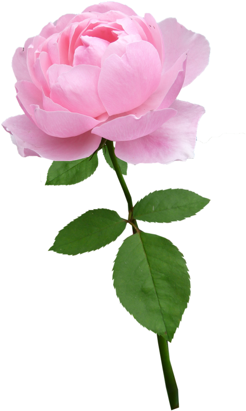Pink Flower Png Images Download Hd