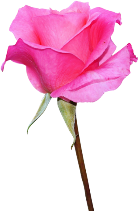 Pink Flower Png Images Full HD