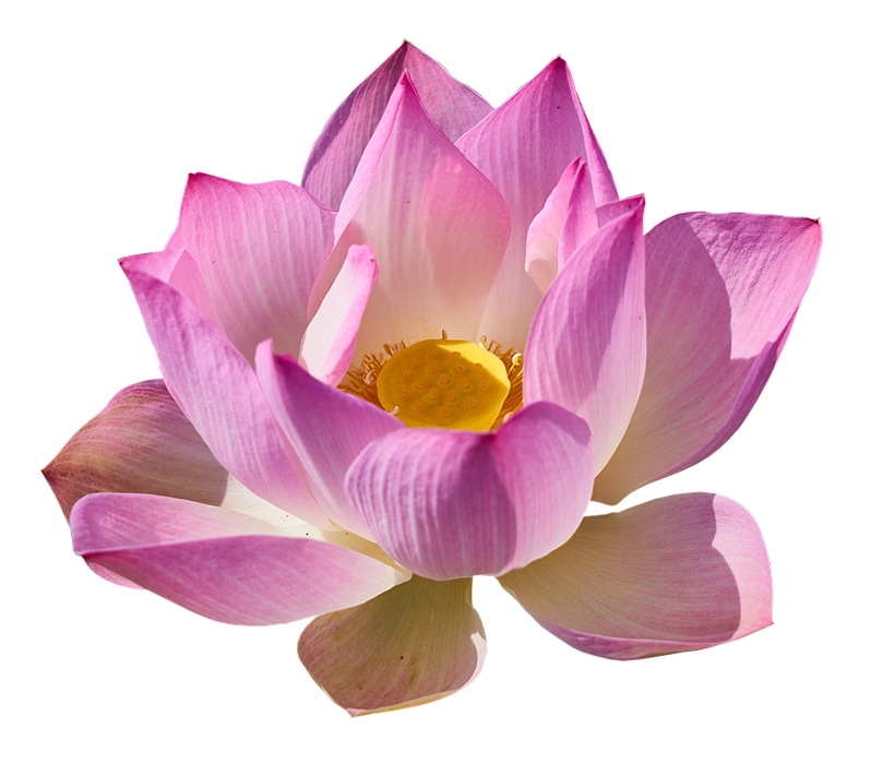 Pink Lotus Flower HD PNG Images Download