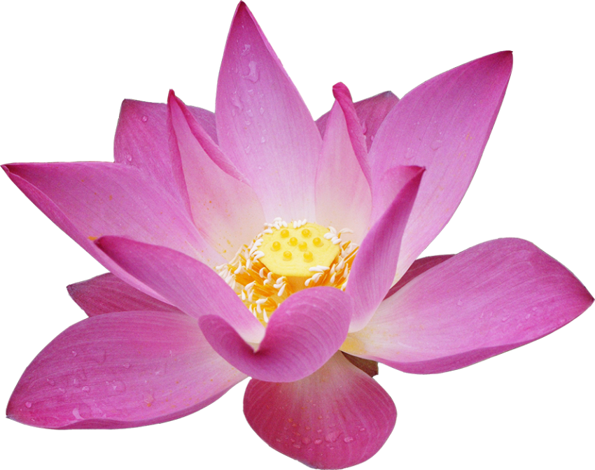 Pink Lotus Transparent HD PNG