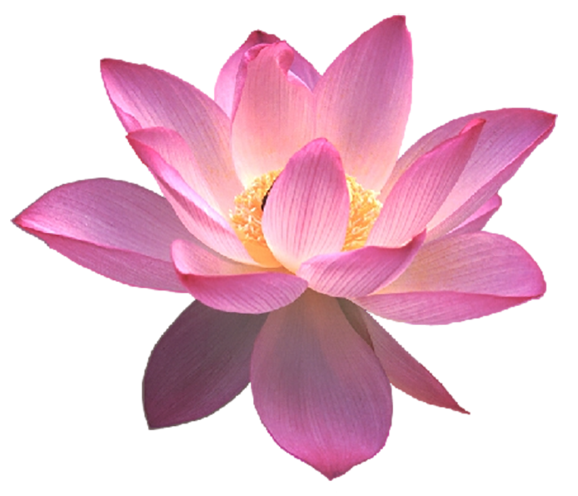 Pink Lotus Transparent HD PNG Download