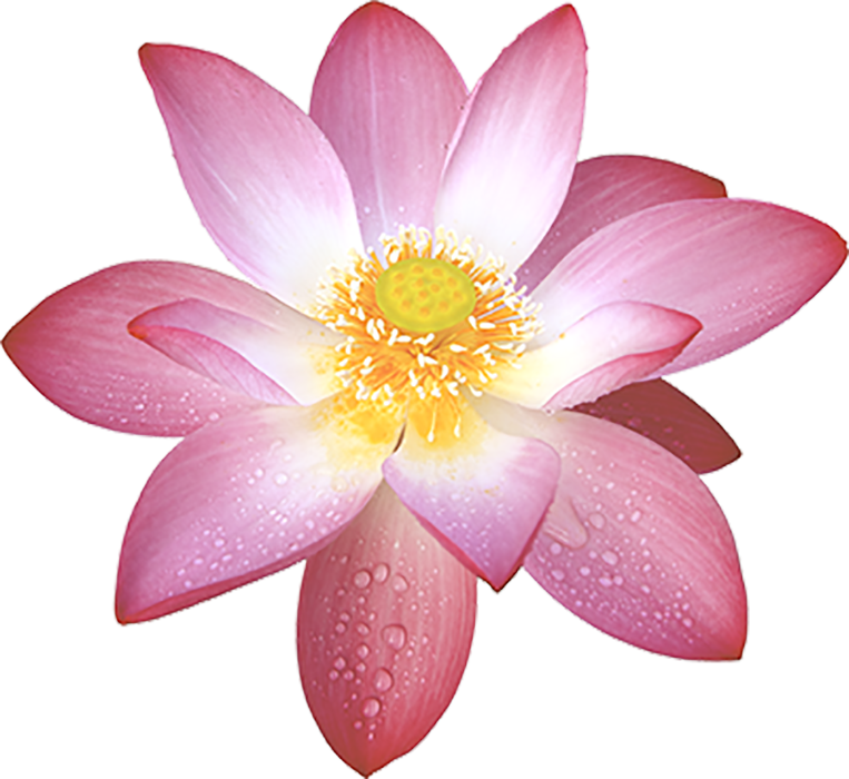 Pink Lotus Transparent HD PNG Download