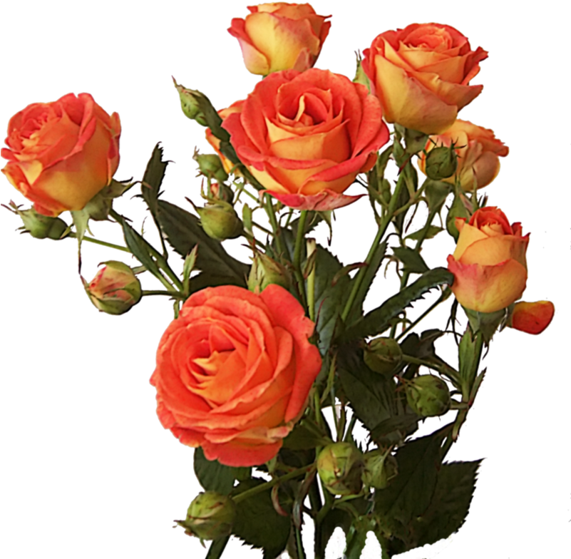 Pink Rose Flowers Png images Hd