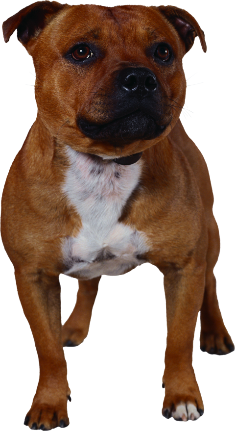 Pitbul Brown Standing Dog PNG Images