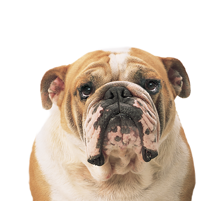 Pitbul Face Dog PNG Images Full HD