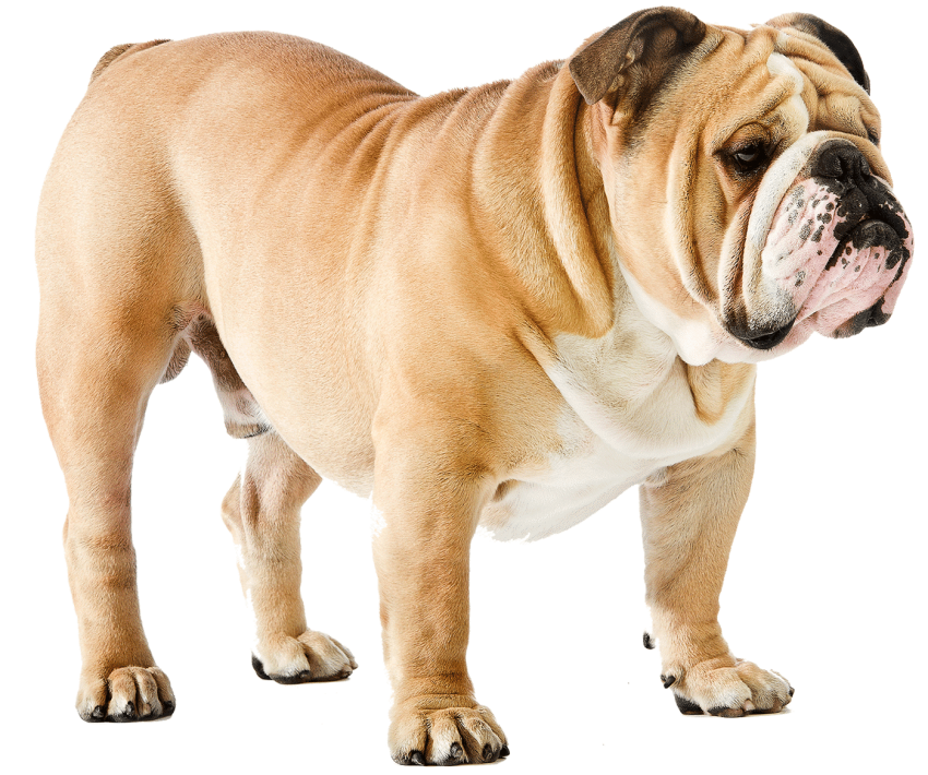 Pitbull Full Body Stand Dog PNG Images Hd