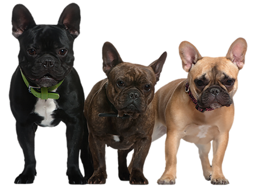 Puppy Dog Group PNG Images Hd