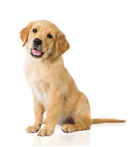 Puppy Dog Transparent PNG