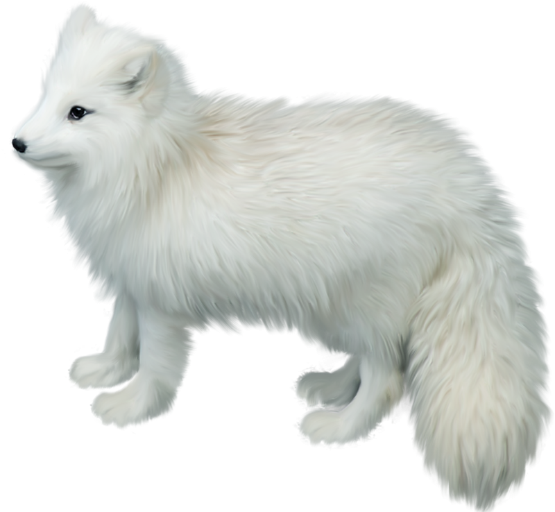 Pure White Arctic Fox Transparent PNG