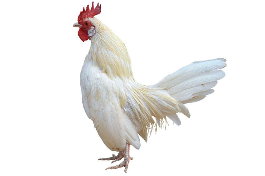 Pure White Cock Transparent PNG