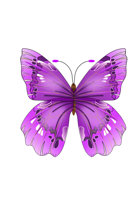 Purple Butterfly PNG Images Download