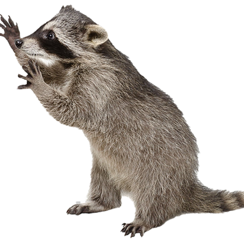 Raccoon PNG Photo Image download