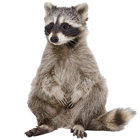 Raccoon PNG Photos download