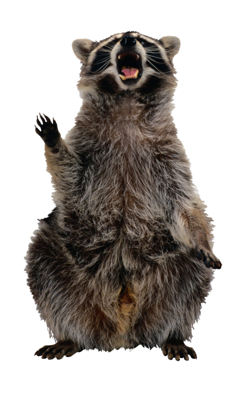Raccoon Transparent File download