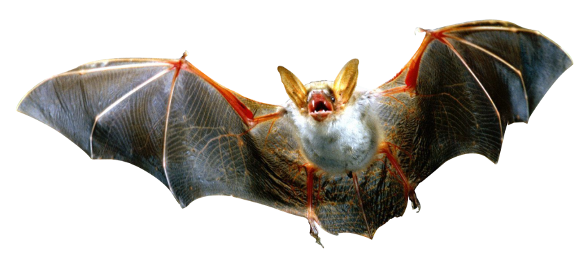 Real Bat Transparent PNG Full HD
