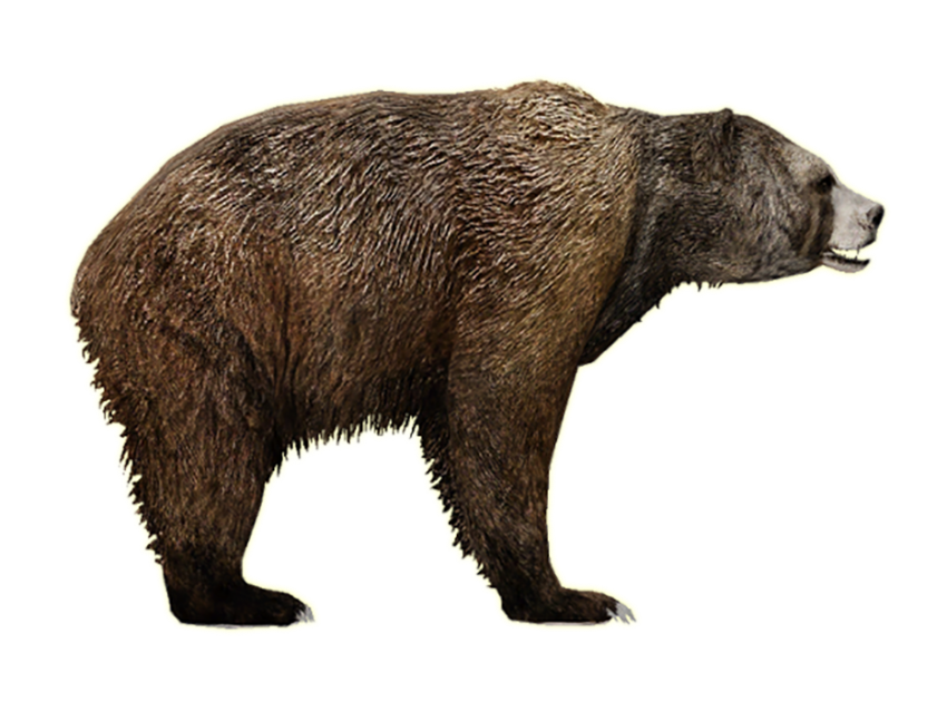 Real Bear Stand PNG Images Download