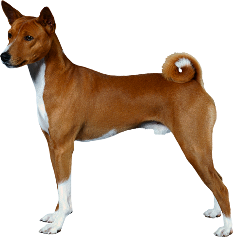 Real Brown Standing Dog PNG Image