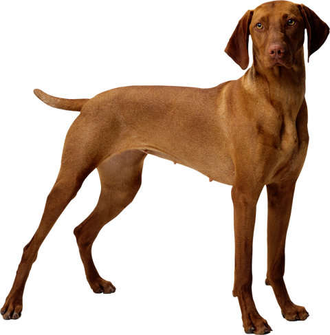 Real Brown Standing Dog PNG Images Hd