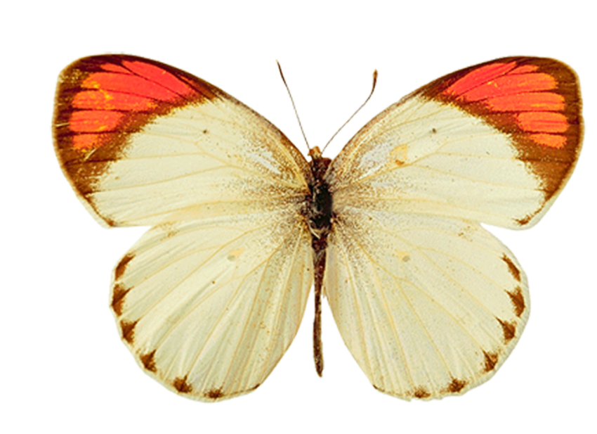 Real Butterfly PNG Images Download Free