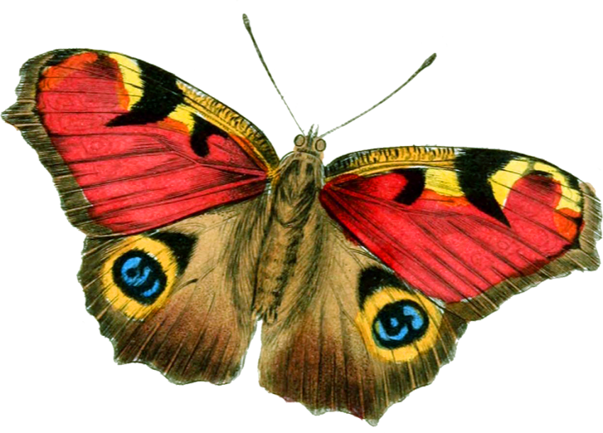 Real Butterfly PNG Images Hd