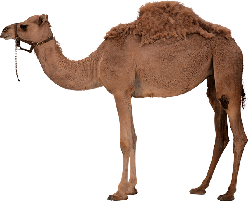 Real Camel PNG Images Download