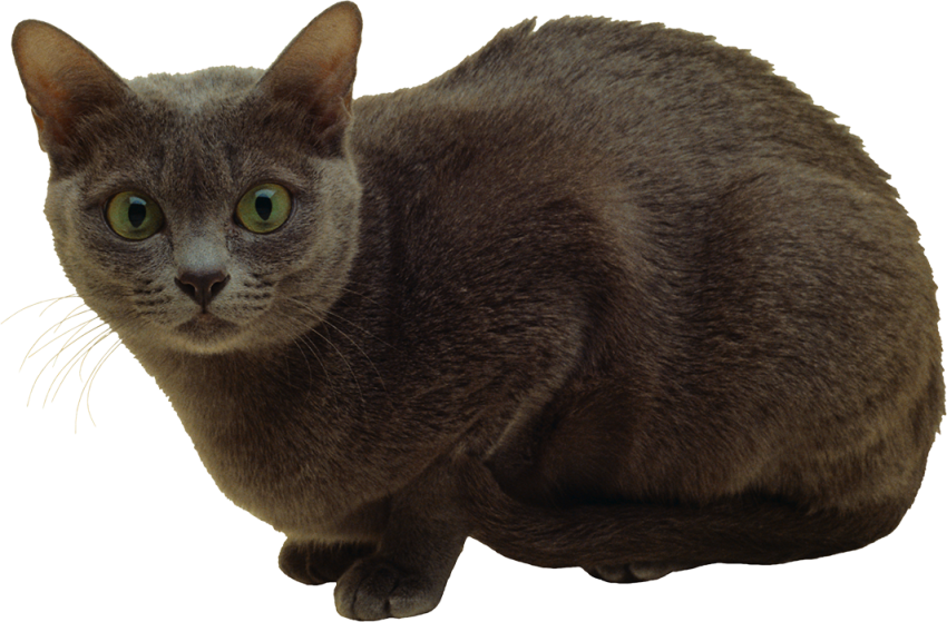 Real Cat Black Color PNG Download
