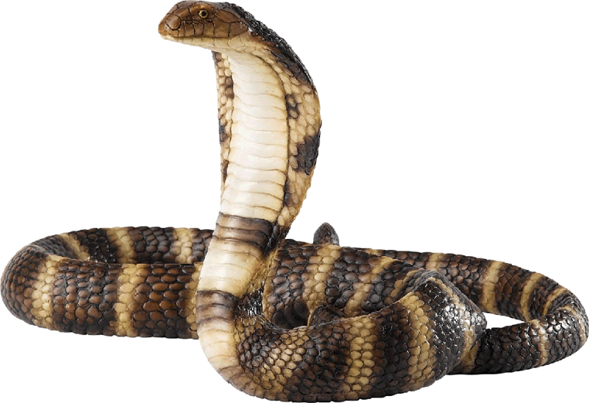 Real Cobra Snake Hd PNG Download