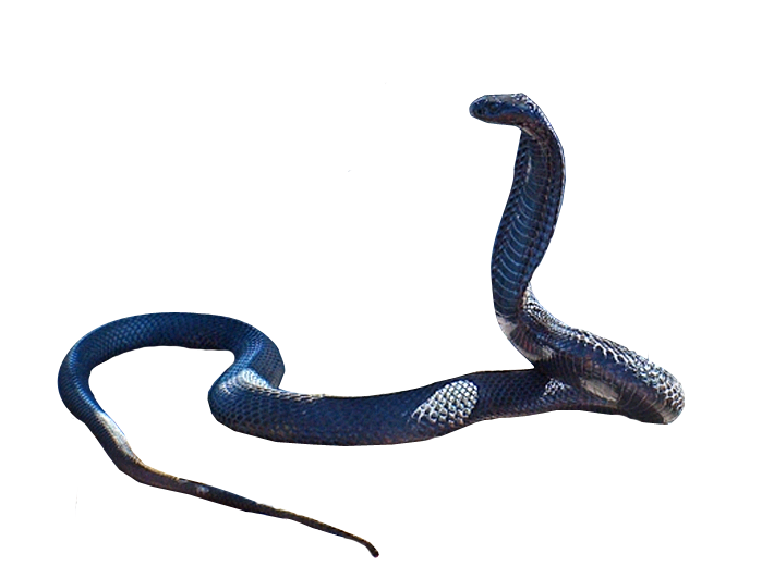 Real Cobra Transparent PNG Full HD