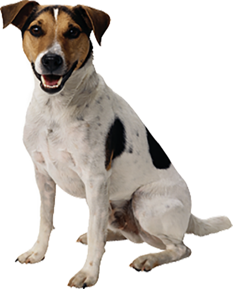 Real Dog Png Images Download Full Hd