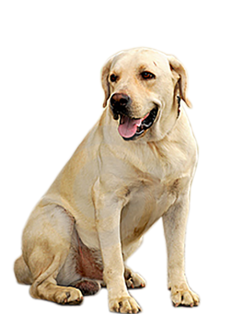 Real Dog Sitting PNG Images For Editing