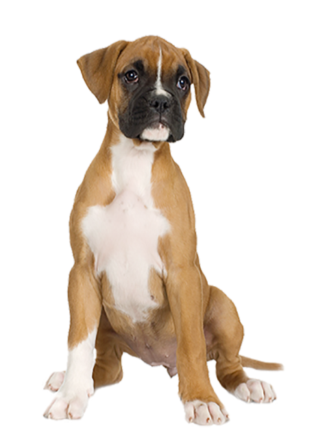 Real Dog Sitting PNG Images  Full HD