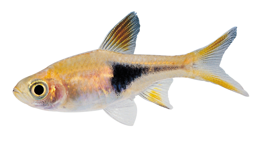 Real Fish Background PNG Image