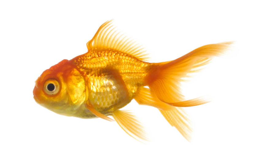 Real Fish Transparent File