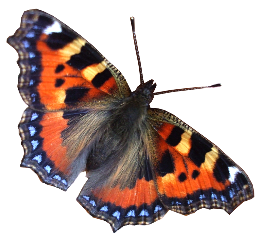 Real Flying Butterfly PNG Images Download