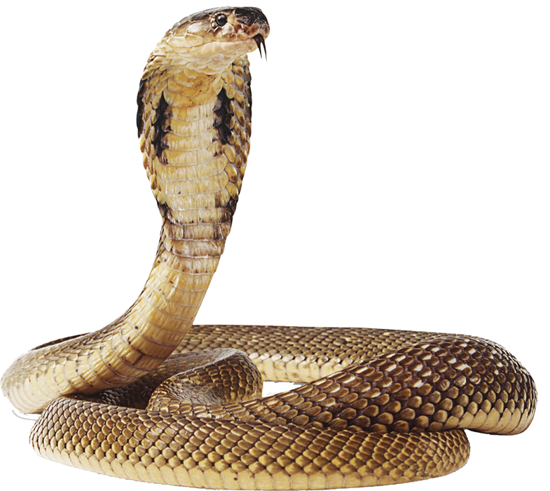 Real Golden Cobra Snake PNG Download
