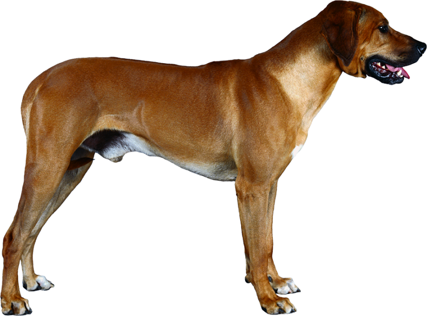 Real Indians Dog PNG Images HD
