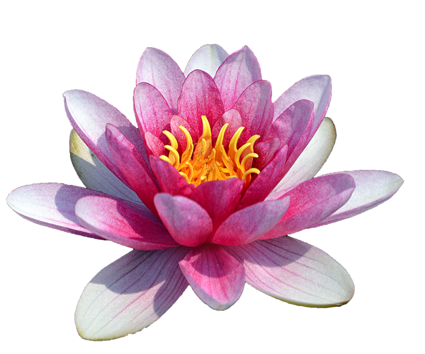 Real Lotus Flower PNG Images Download