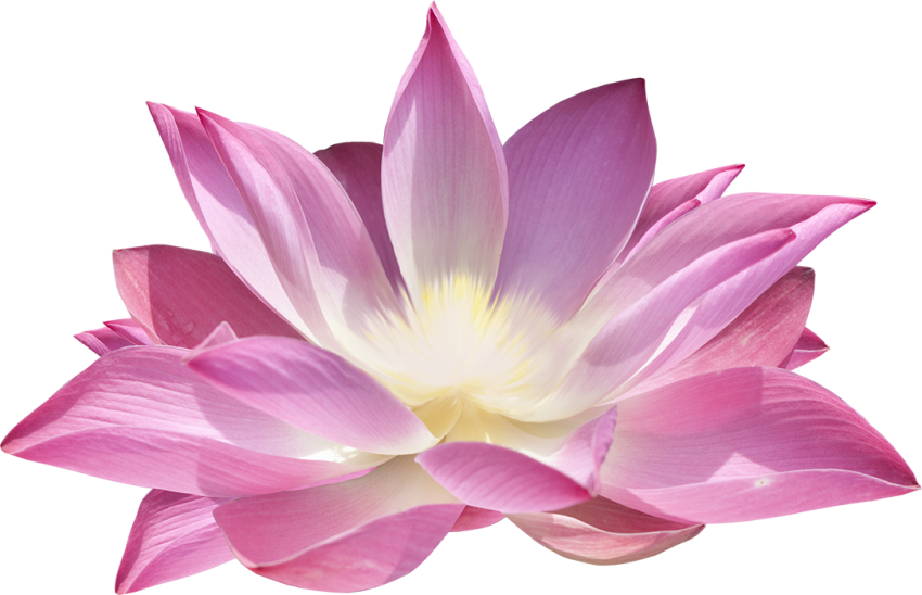 Real Lotus Flower Transparent PNG Download