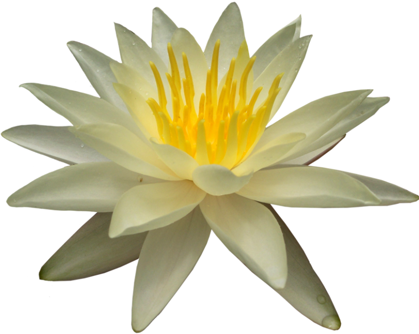 Real Lotus Flower Transparent PNG Download HD