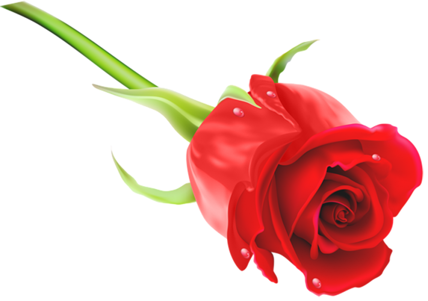 Real Pink Rose Flower HD PNG New