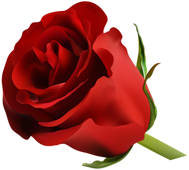 Real Red Rose Flower HD PNG Clipart