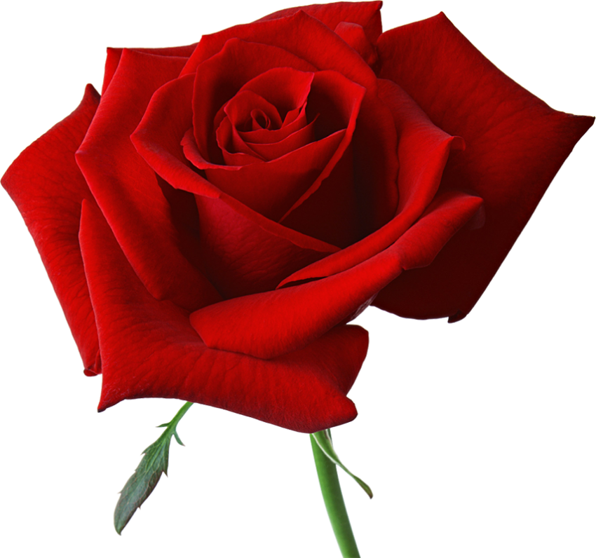 Real Red Rose Transparent Flower PNG