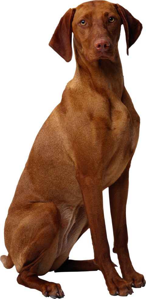 Real Sitting Brown Color Dog PNG Images HD