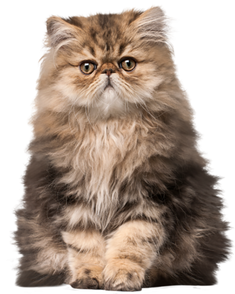 Real Sitting Cat Brown Color HD PNG