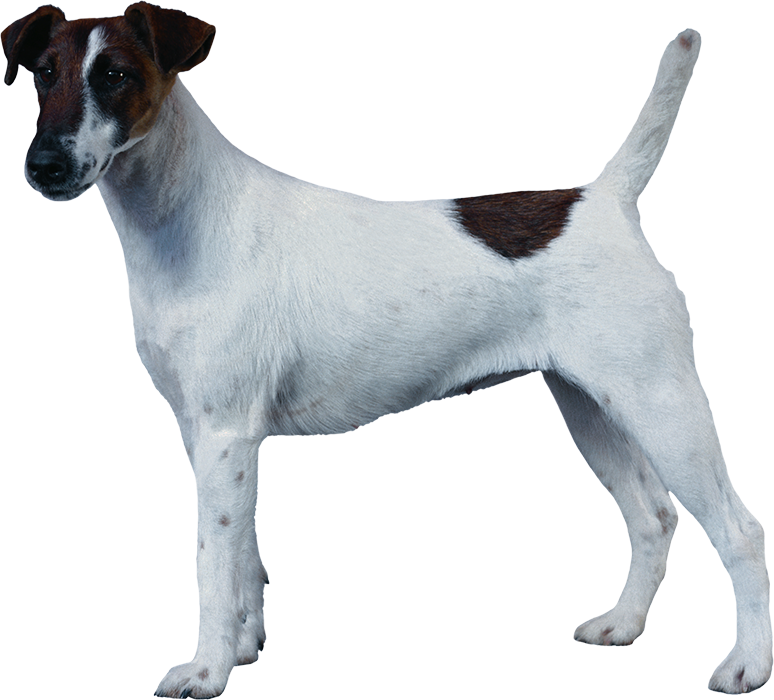 Real White Body And Black Face Dog PNG Images Hd