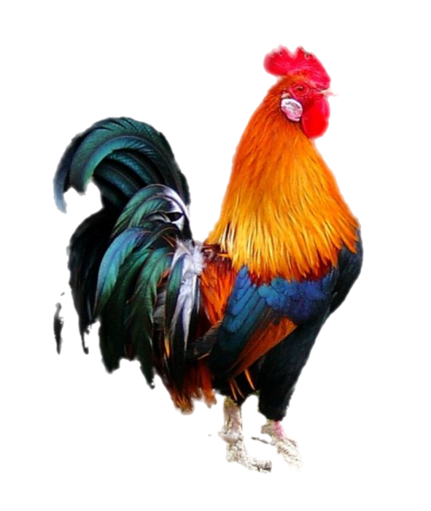 Red Head Cock Transparent PNG