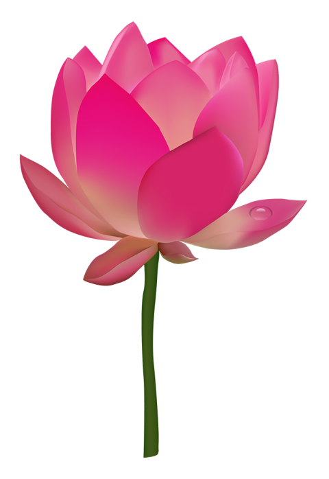 Red Lotus Flower PNG Images Download